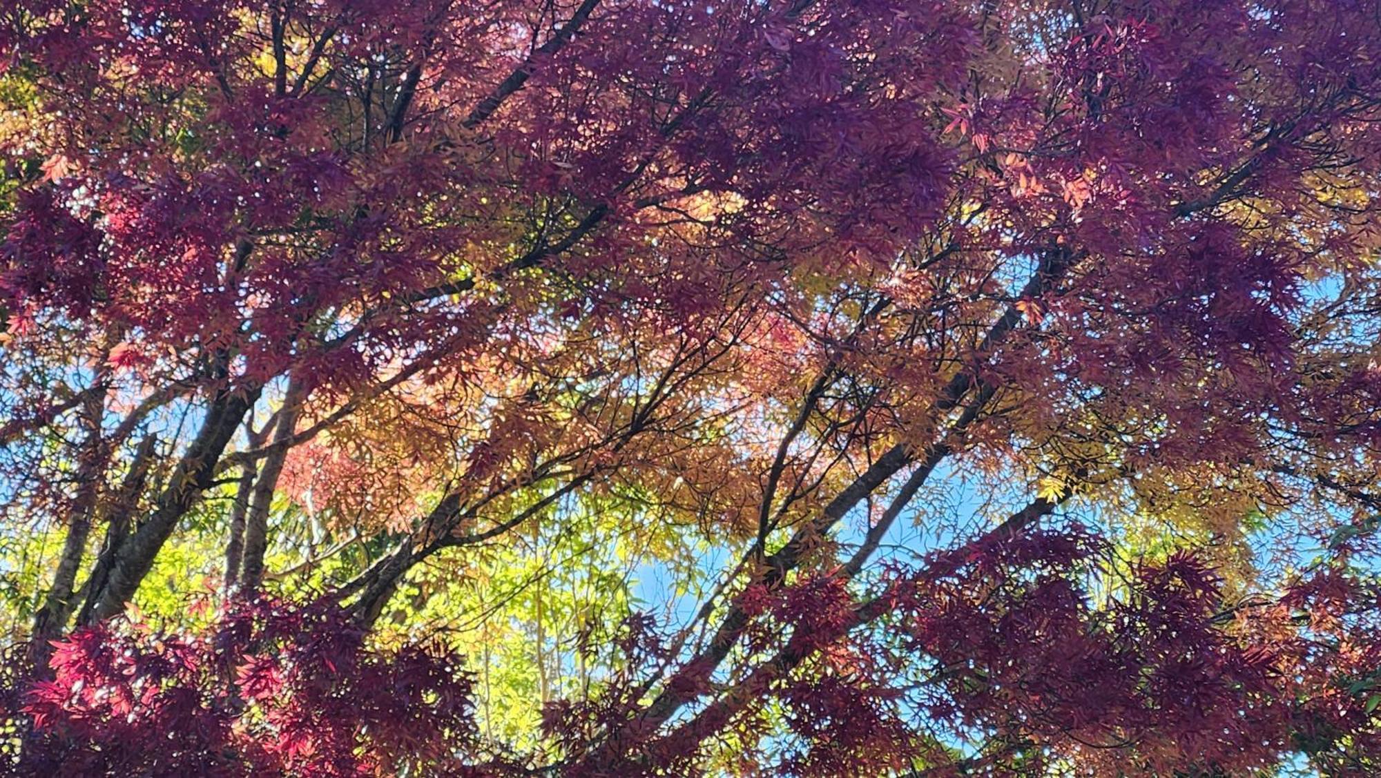 ホテル Boutique Art Retreat アッパー・ハット エクステリア 写真